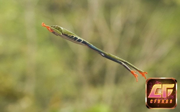 Nằm mơ thấy ếch nhảy lên bờ rất may mắn