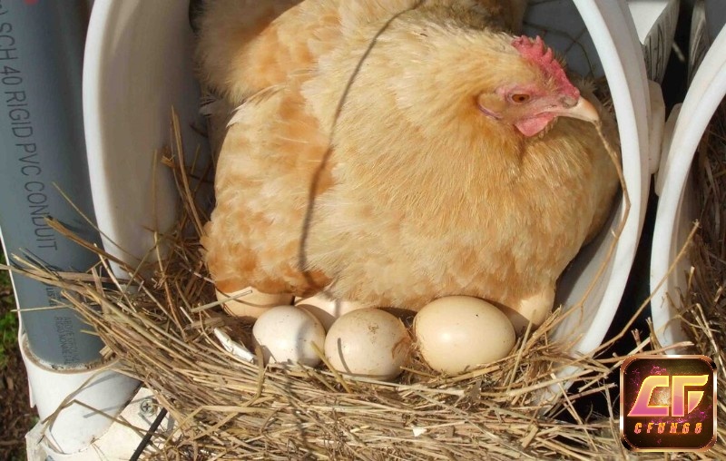 Mơ thấy gà mái đẻ trứng không phải là dấu hiệu may mắn
