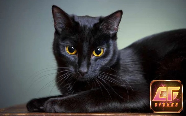 Mộng thấy mèo đen như một lời cảnh báo nhắc nhở