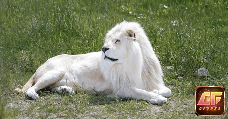 Mộng thấy sư tử trắng thường báo hiệu về niềm vui