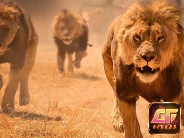 Chiêm bao thấy sư tử đuổi báo hiệu nhiều thách thức