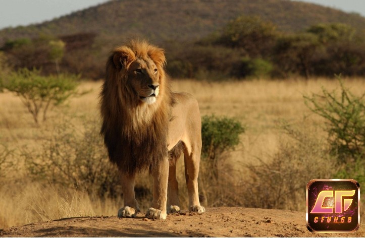 Trong thế giới tự nhiên sư tử chính là loài vua