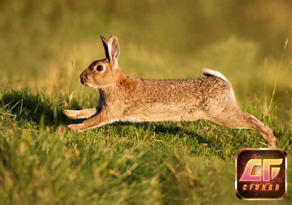 Chiêm bao thấy thỏ đang chạy là lời nhắc nhở quan trọng