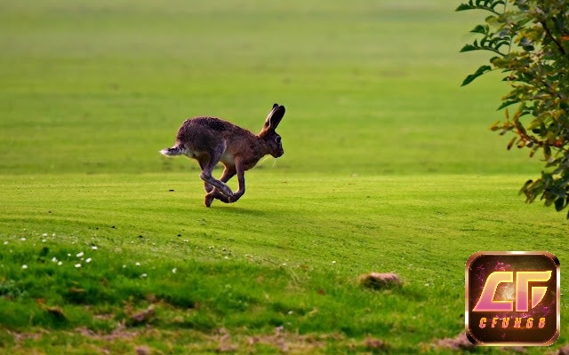 Mộng thấy săn thỏ báo hiệu điềm xấu