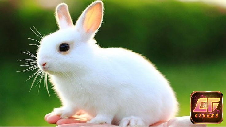Mơ thấy thỏ màu trắng cho thấy khát vọng tự do