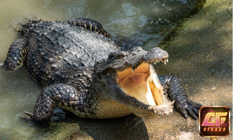 Nằm mơ thấy cá sấu thường khiến nhiều người ám ảnh 