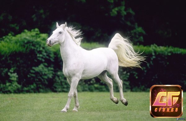 Mơ thấy ngựa trắng thường mang đến những dấu hiệu tích cực về tài lộc