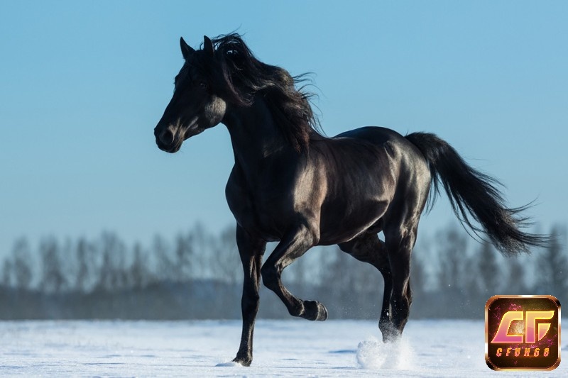 Chiêm bao ngựa đen được coi là một dấu hiệu tích cực trong kinh doanh