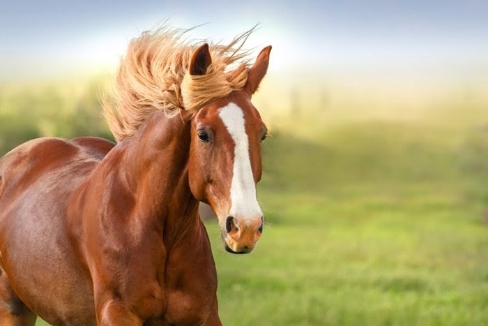 Mơ thấy ngựa là điềm gì? Đánh con số đề gì dễ trúng?