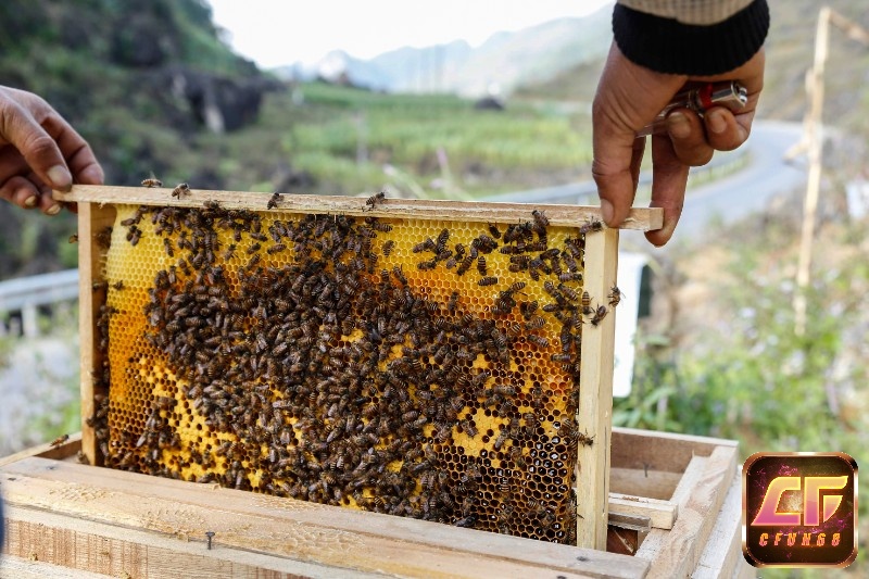 Mộng thấy đang nuôi ong mang đến nhiều ý nghĩa sâu sắc