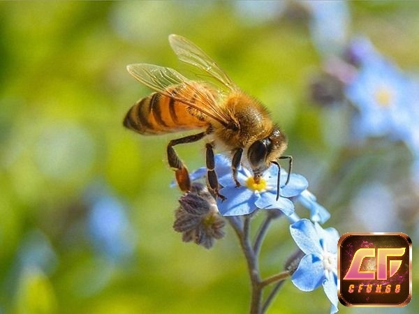 Chiêm bao ong hút mật tượng trưng cho sự hạnh phúc 