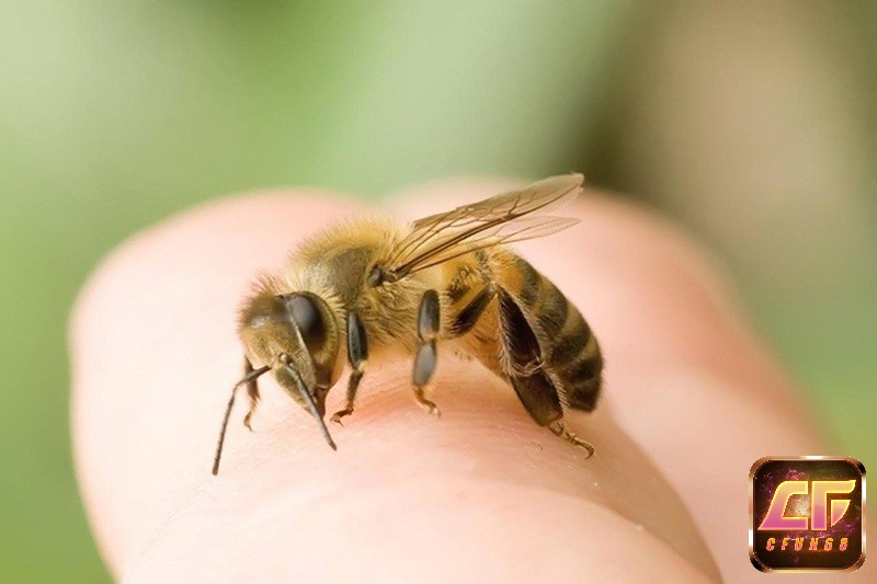 Mộng bị ong chích thường được coi là một dấu hiệu không may mắn