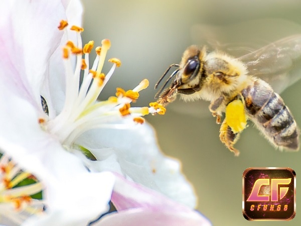 Con ong là loài động vật quen thuộc hằng ngày