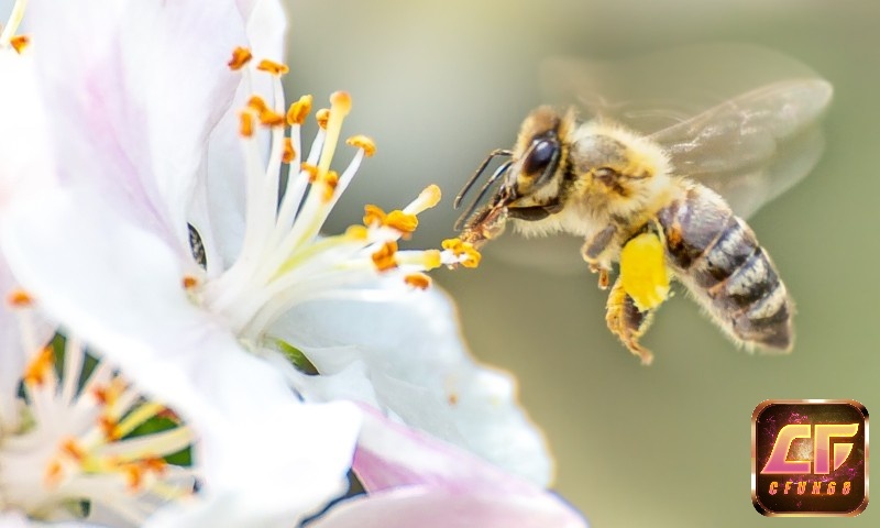 Ong là loài vật đại diện cho sự cần cù và chăm chỉ