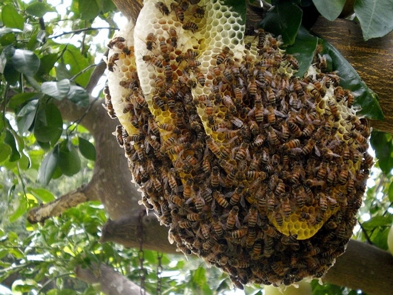 Mơ thấy tổ ong: Tìm hiểu ý nghĩa, điềm báo và con số may mắn
