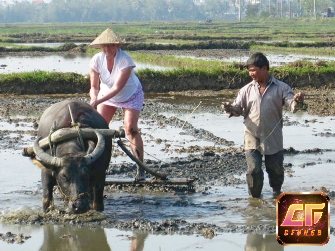 Mơ thấy trâu cày ruộng cho thấy các mối quan hệ của bạn đang phát triển tốt đẹp