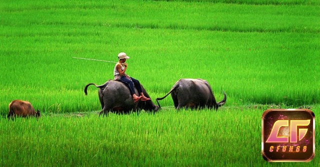 Mơ thấy trâu ăn cỏ là giấc mộng mang đến cuộc sống bình an và hạnh phúc