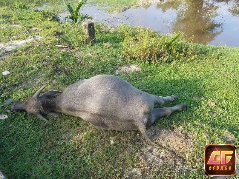 Ngủ mơ thấy trâu chết phản ánh những khó khăn bạn đang đối diện với cuộc sống